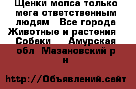 Щенки мопса только мега-ответственным людям - Все города Животные и растения » Собаки   . Амурская обл.,Мазановский р-н